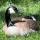 @ay-cf