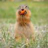 @marmotaontheweb